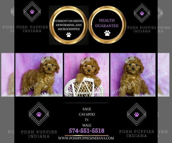 Medium Photo #48 Cavapoo (Miniature) Puppy For Sale in WARSAW, IN, USA
