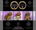 Small Photo #48 Cavapoo (Miniature) Puppy For Sale in WARSAW, IN, USA