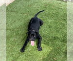 Small #7 Mutt