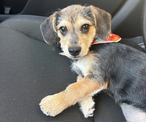 Doxie Scot Puppy for Sale in STONE MOUNTAIN, Georgia USA
