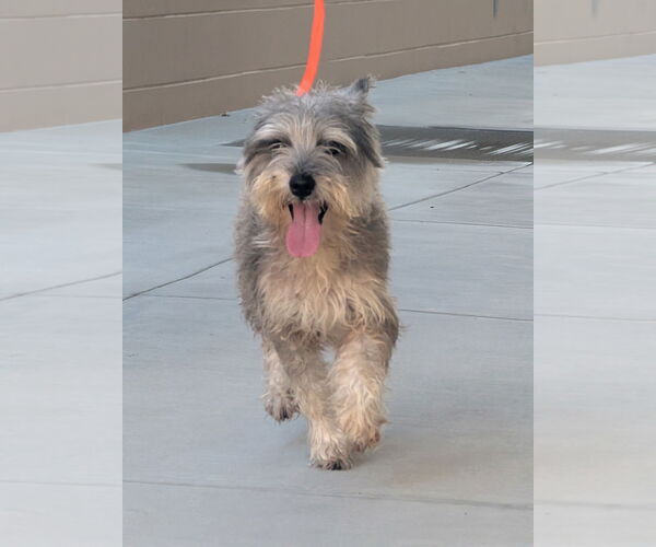 Medium Photo #3 - Mix Puppy For Sale in Salinas, CA, USA