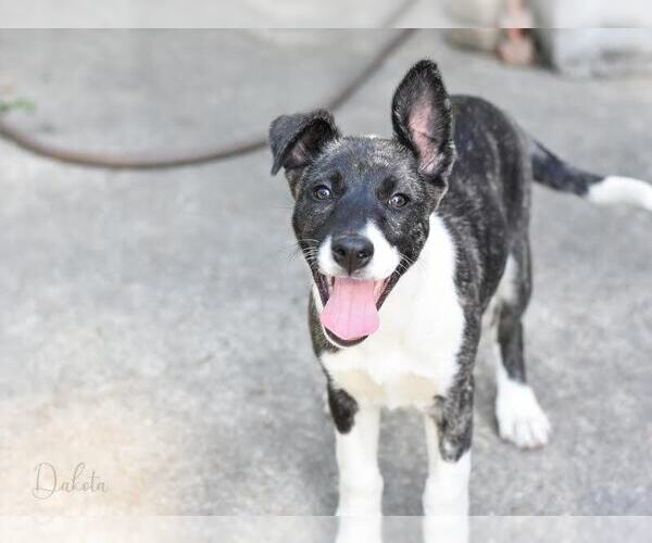 Medium Photo #3 Huskies -Labrador Retriever Mix Puppy For Sale in Brewster, NY, USA