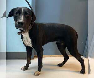 Wizard - Male Collie-Labrador Retriever Mix Dog for Adoption