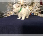 Small Photo #11 Maltese Puppy For Sale in OCALA, FL, USA