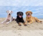 Small Photo #2 Labrador Retriever Puppy For Sale in Millsboro, DE, USA