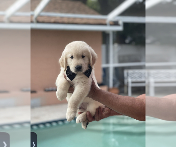 Medium Photo #3 Golden Retriever Puppy For Sale in TAMPA, FL, USA