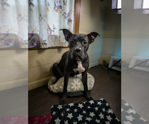 Boxer-Unknown Mix Dogs for adoption in Vail, AZ, USA