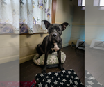 Small Boxer Mix