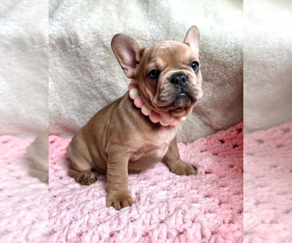 Medium Photo #5 French Bulldog Puppy For Sale in OJAI, CA, USA