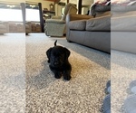 Small Photo #8 Labrador Retriever Puppy For Sale in WESTBY, WI, USA
