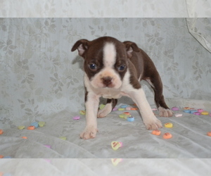 Boston Terrier Puppy for sale in GREENWOOD, WI, USA