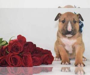 Bull Terrier Puppy for sale in AUBURN, WA, USA