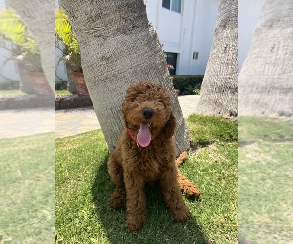 Medium Photo #3 Goldendoodle Puppy For Sale in OAKLAND, CA, USA