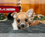 Puppy Alana Chihuahua