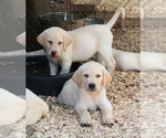 Small Photo #6 Labrador Retriever Puppy For Sale in ELLENDALE, NC, USA