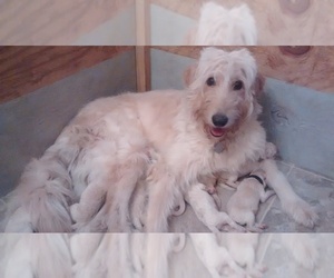 Mother of the Goldendoodle puppies born on 02/04/2020