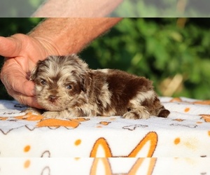 ShihPoo Puppy for sale in DYERSBURG, TN, USA