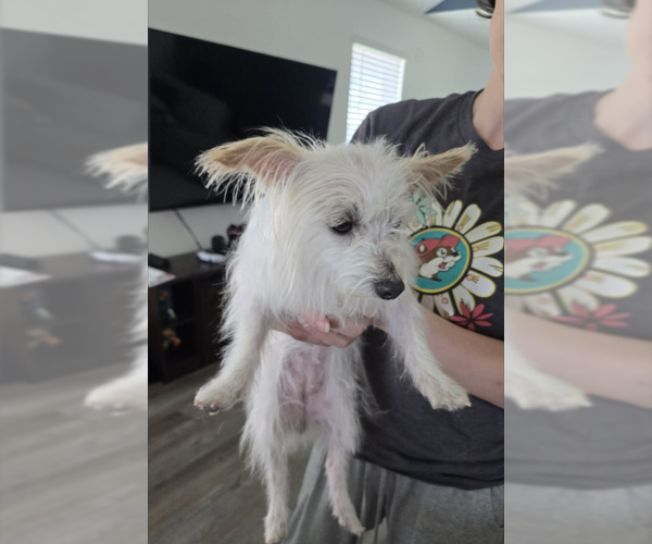 Medium Photo #3 Maltese-Unknown Mix Puppy For Sale in Cranston, RI, USA