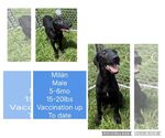 Small #3 Labrador Retriever Mix