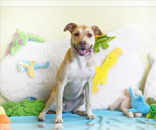 Medium Photo #2 Labrador Retriever-Unknown Mix Puppy For Sale in Tavares, FL, USA