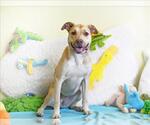 Small #1 Labrador Retriever Mix