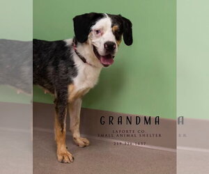 Grandma - Female Australian Shepherd Dog for Adoption - Photo #3