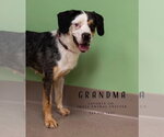 Small Photo #3 Australian Shepherd Puppy For Sale in La Porte, IN, USA