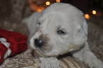 Small Photo #12 Golden Retriever Puppy For Sale in TOONE, TN, USA