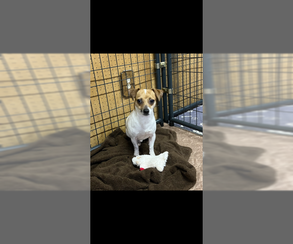 Medium Photo #3 Jack Chi Puppy For Sale in Jackson Township, NJ, USA