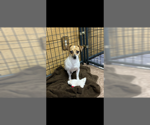 Mars - Male Jack Chi Dog for Adoption - Photo #3