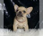 Small #3 French Bulldog