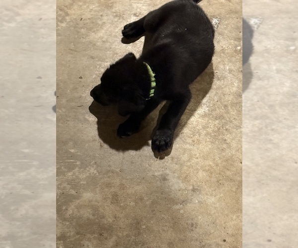 Medium Photo #3 Mastador Puppy For Sale in DAYTON, TN, USA