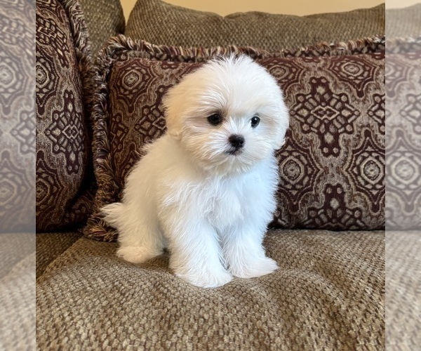 Medium Photo #9 Mal-Shi Puppy For Sale in NOBLESVILLE, IN, USA