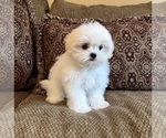 Teddy - Male Mal-Shi Puppy for Sale - Photo #9