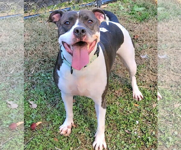 Medium Photo #4 American Pit Bull Terrier-Unknown Mix Puppy For Sale in Millersville, MD, USA