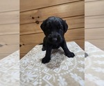 Image preview for Ad Listing. Nickname: Buster