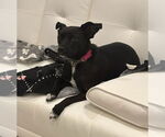 Small #1 Chihuahua Mix
