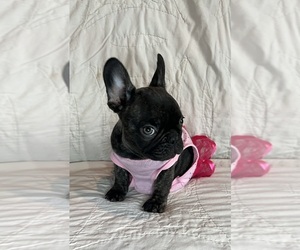 French Bulldog Puppy for sale in LEBANON, KY, USA