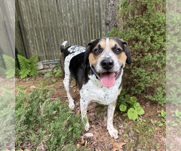 Medium Photo #2 Labrador Retriever-Unknown Mix Puppy For Sale in Boston, MA, USA