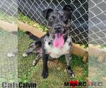 Small Catahoula Leopard Dog Mix