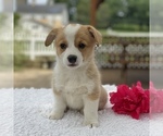 Small Photo #9 Pembroke Welsh Corgi Puppy For Sale in GAP, PA, USA