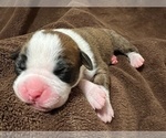 Small Photo #15 Boxer Puppy For Sale in PONTOTOC, MS, USA
