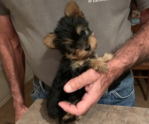 Yorkshire Terrier Puppy for sale in LAMAR, CO, USA