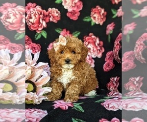 Poodle (Miniature) Puppy for sale in RISING SUN, MD, USA