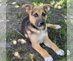 Small #2 Mutt