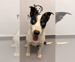 BooBoo (7151) - Male Mutt Dog for Adoption - Small photo