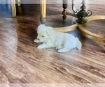 Small Photo #3 Maltipoo Puppy For Sale in GREENSBORO, NC, USA