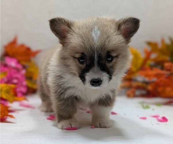 Medium Photo #4 Pembroke Welsh Corgi Puppy For Sale in GOSHEN, IN, USA