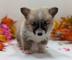 Small #3 Pembroke Welsh Corgi