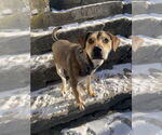 Small #2 Labrador Retriever Mix